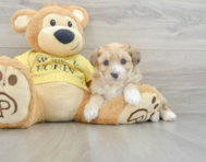 7 week old Aussiechon Puppy For Sale - Premier Pups