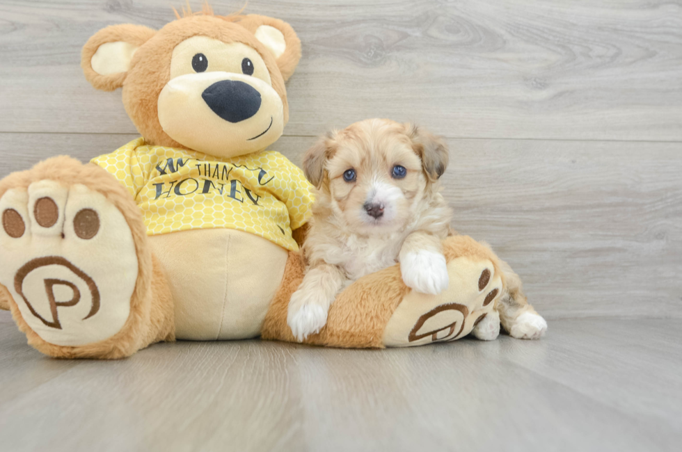 5 week old Aussiechon Puppy For Sale - Premier Pups