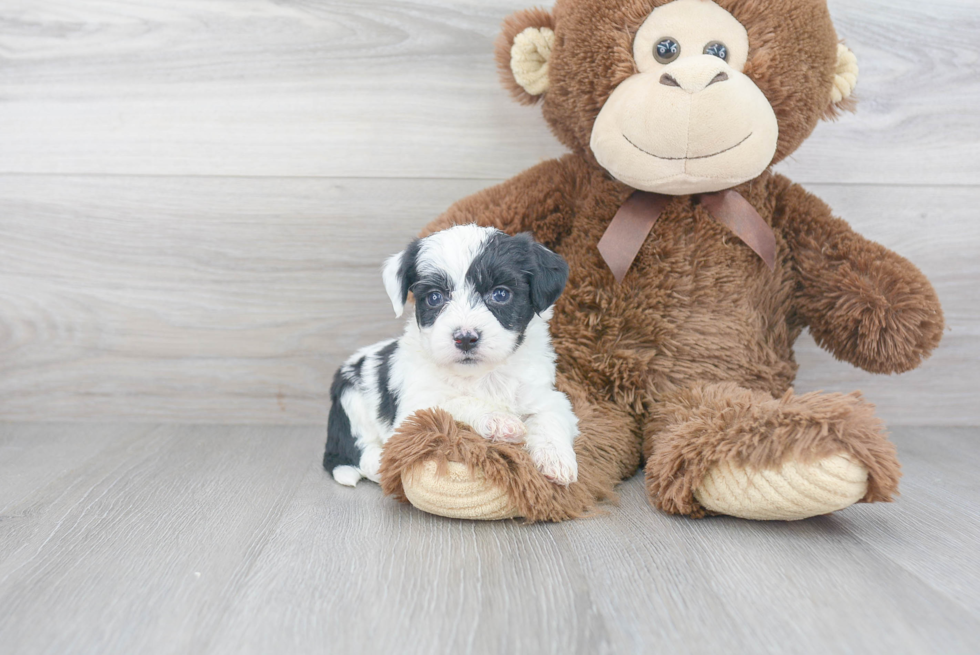 Aussiechon Puppy for Adoption