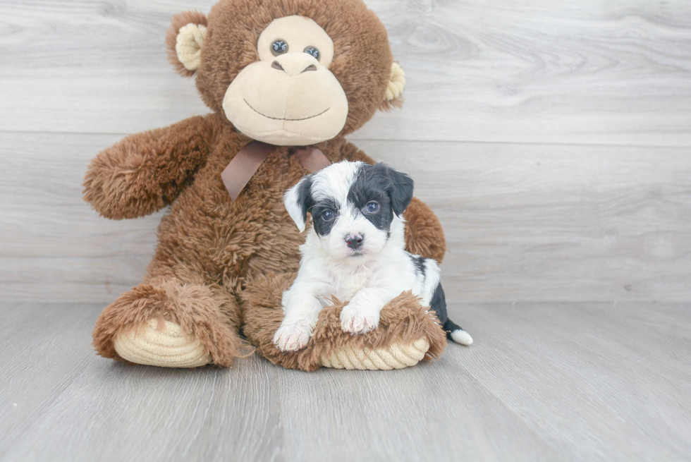 Aussiechon Puppy for Adoption