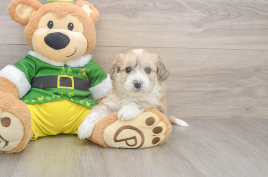 Hypoallergenic Aussie Bichon Designer Puppy