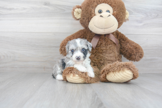 Playful Australian Designer Puppy