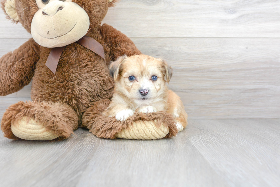 Hypoallergenic Australian Designer Puppy