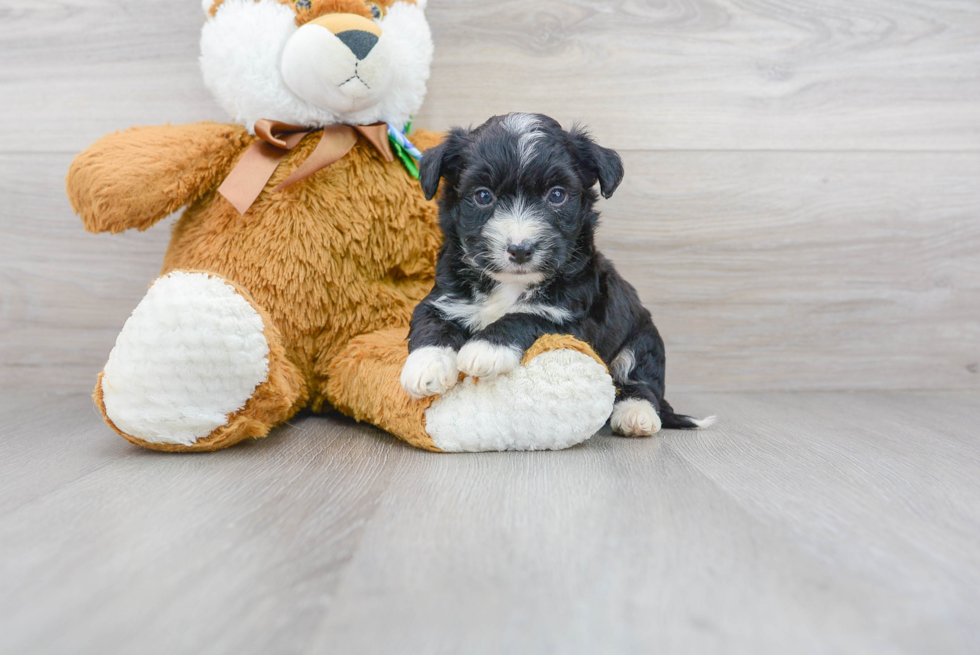 Aussiechon Puppy for Adoption
