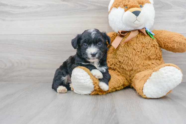 Aussiechon Pup Being Cute