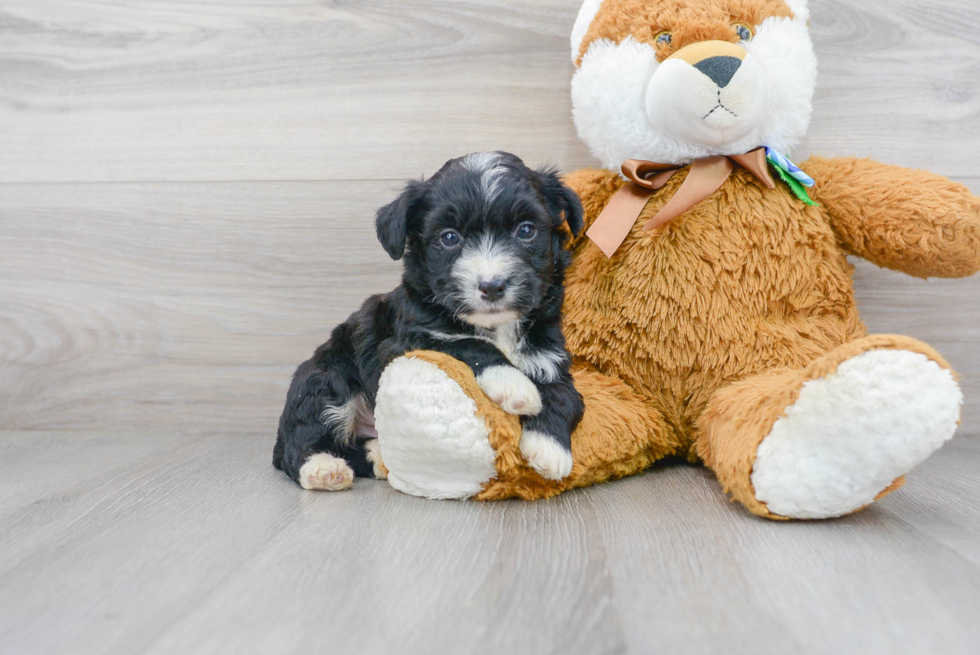 Aussiechon Pup Being Cute