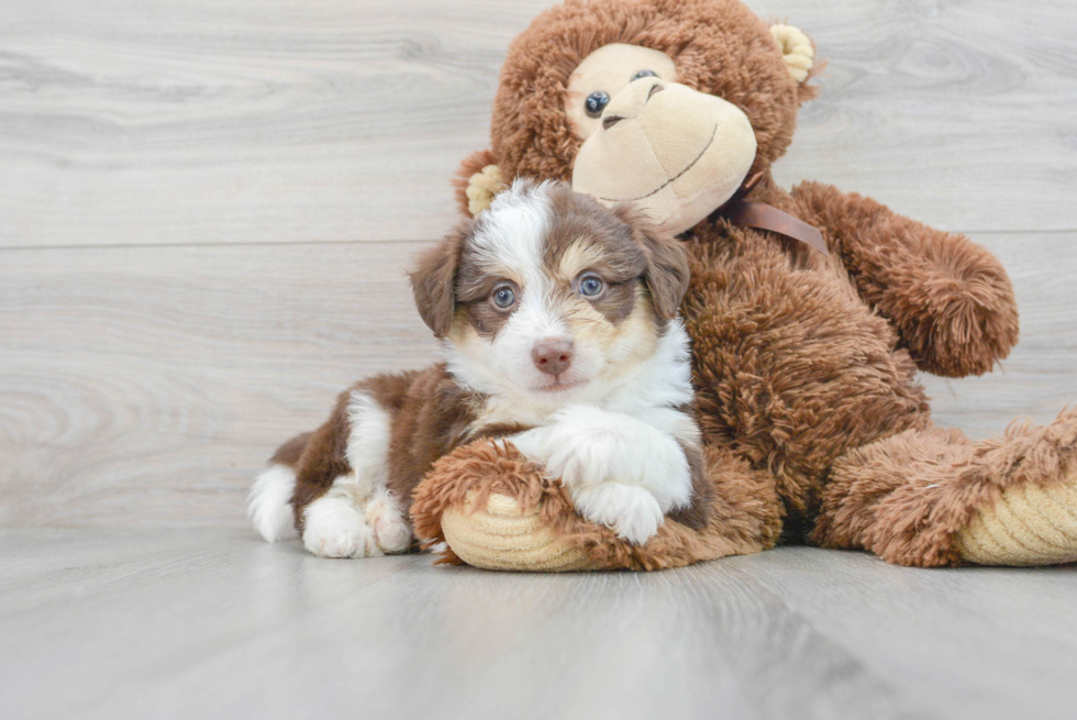 Aussiechon Puppy for Adoption