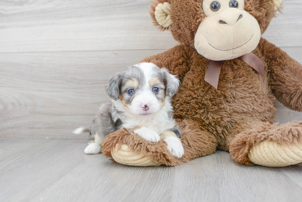 Aussiechon Puppy for Adoption