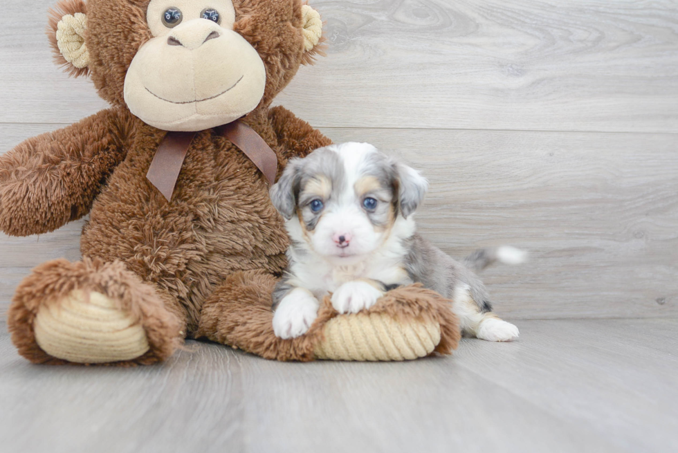 Aussiechon Pup Being Cute