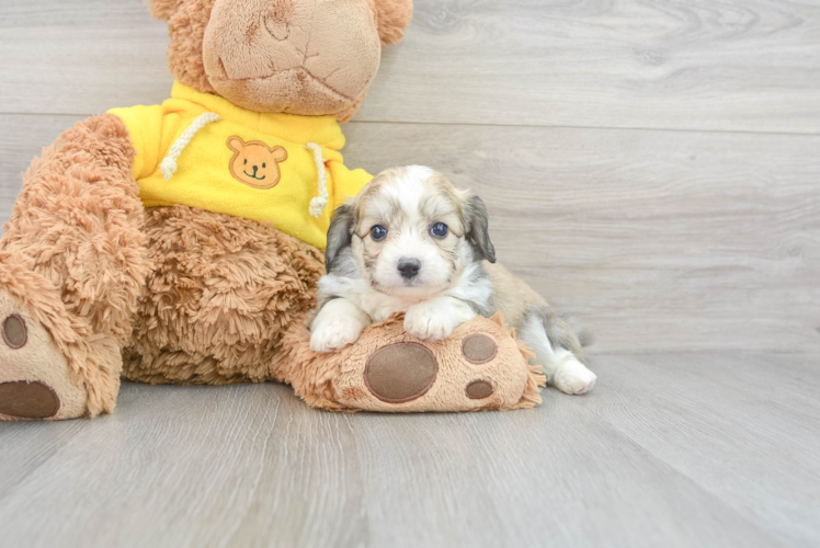 Hypoallergenic Australian Designer Puppy