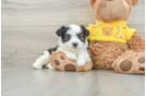 Adorable Aussie Bichon Designer Puppy