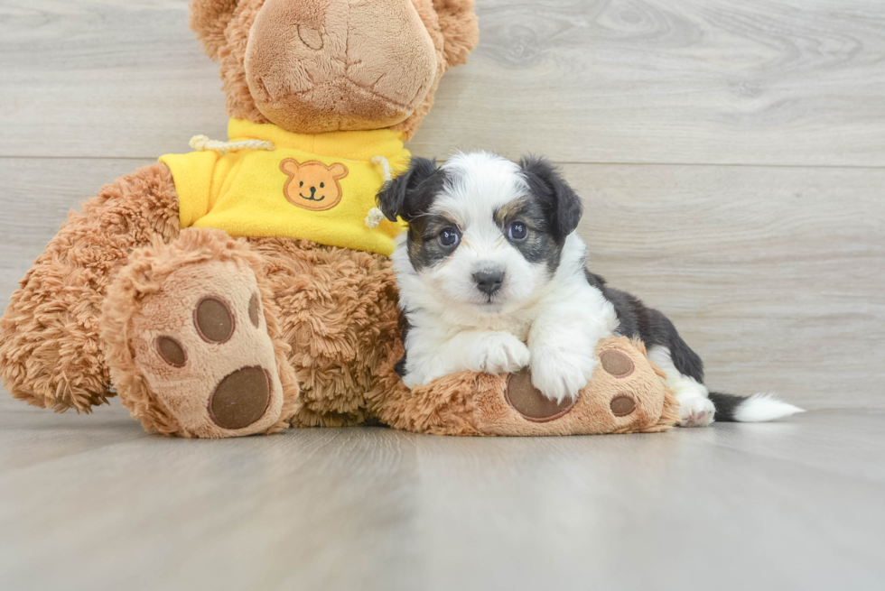 Aussiechon Pup Being Cute