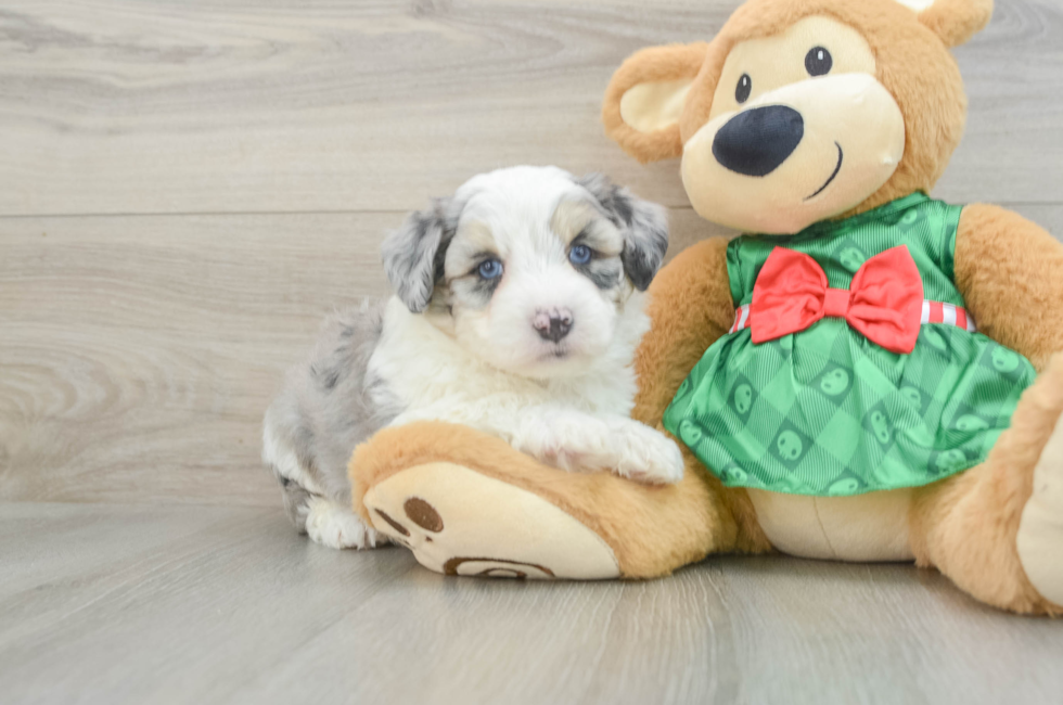 6 week old Aussiechon Puppy For Sale - Premier Pups