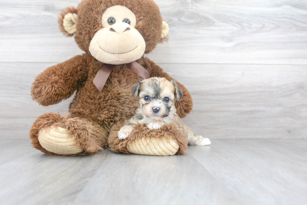 Hypoallergenic Australian Designer Puppy