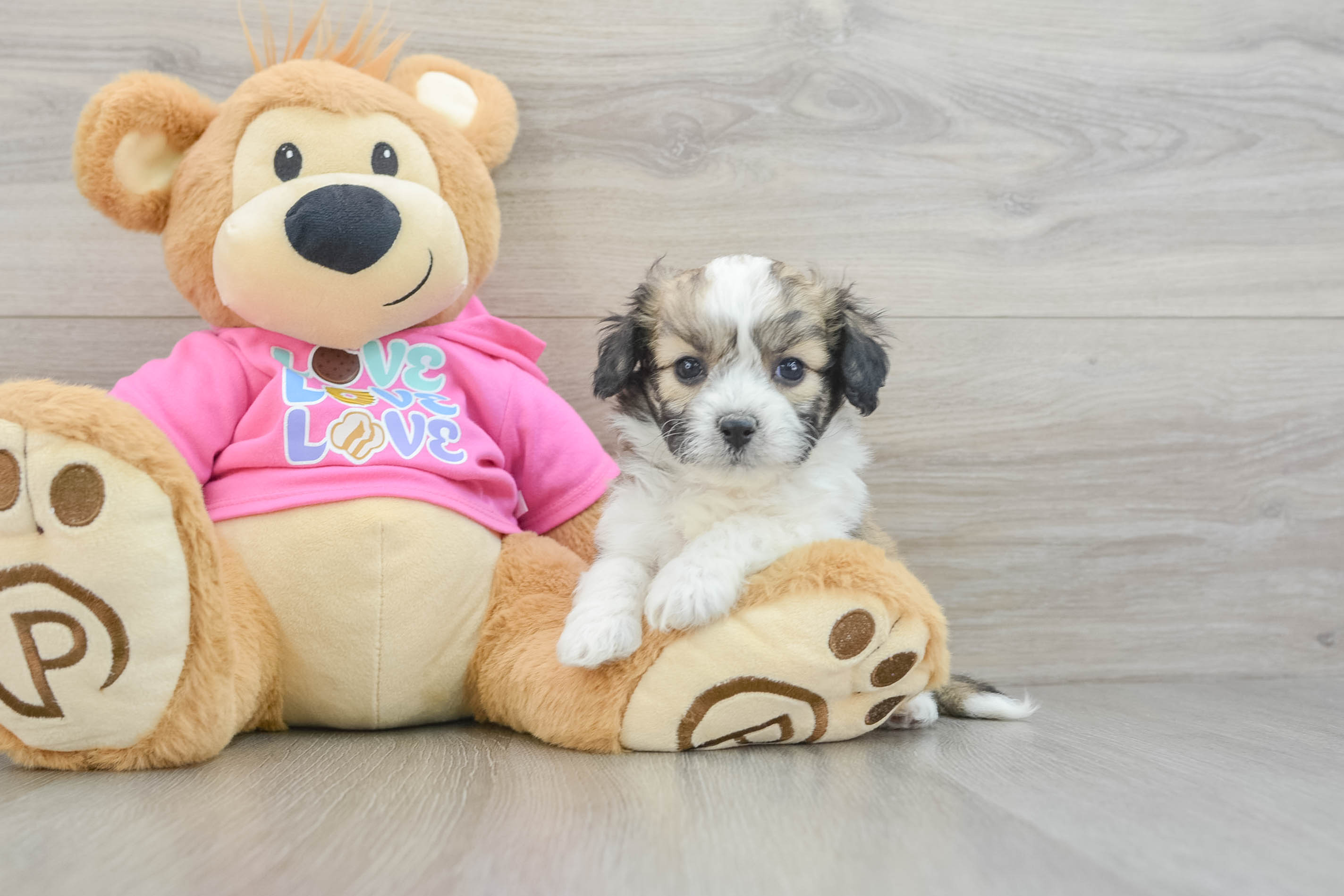 Fluffy Aussiechon Designer Pup
