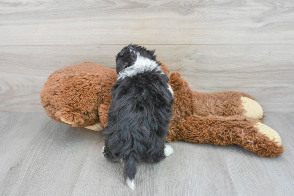 Fluffy Aussiechon Designer Pup