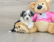 5 week old Aussiechon Puppy For Sale - Premier Pups