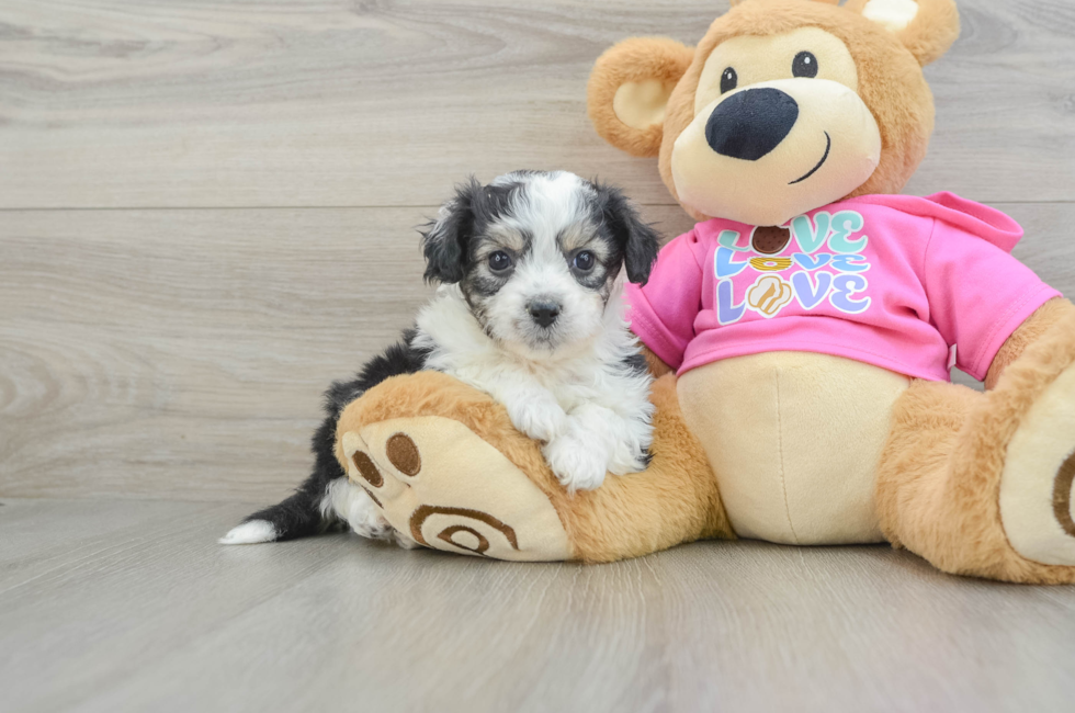 5 week old Aussiechon Puppy For Sale - Premier Pups