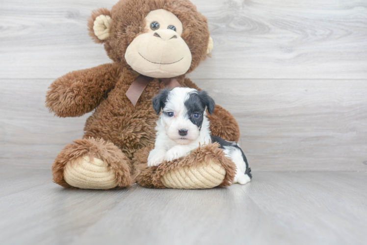 Popular Aussiechon Designer Pup