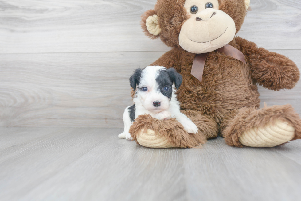 Petite Aussiechon Designer Pup