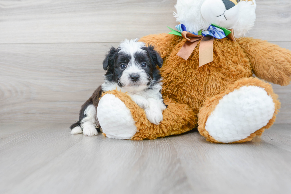 Aussiechon Puppy for Adoption