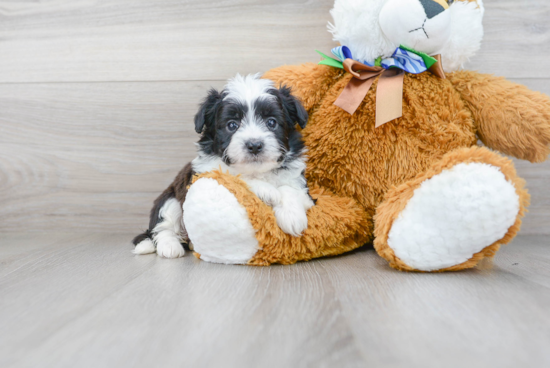 Aussiechon Puppy for Adoption