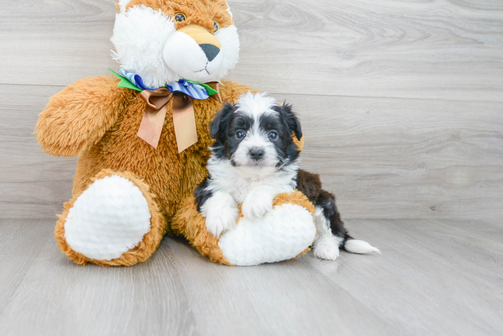 Aussiechon Puppy for Adoption