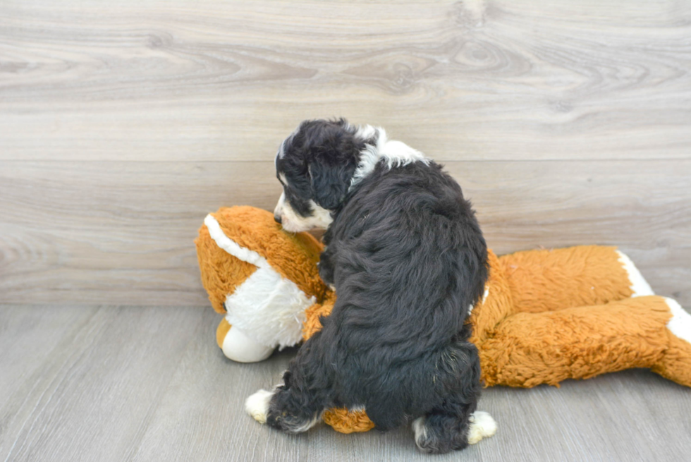 Playful Australian Designer Puppy