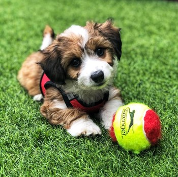 An Aussiechon sitting the grass in front of a tennis ball