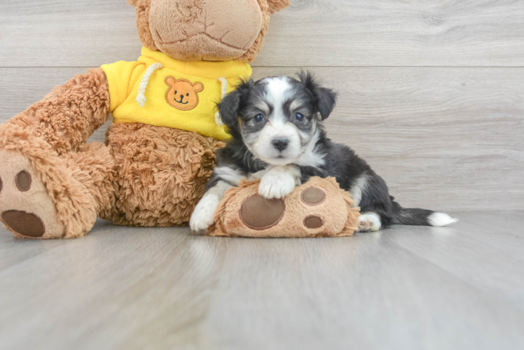 Aussiechon Puppy for Adoption