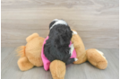 Petite Aussiechon Designer Pup