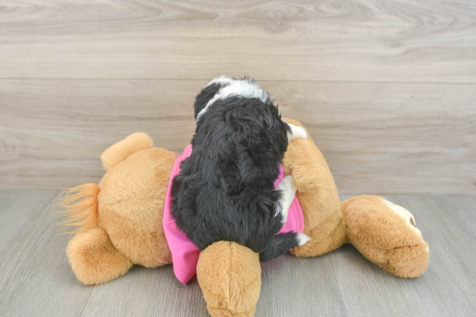 Petite Aussiechon Designer Pup