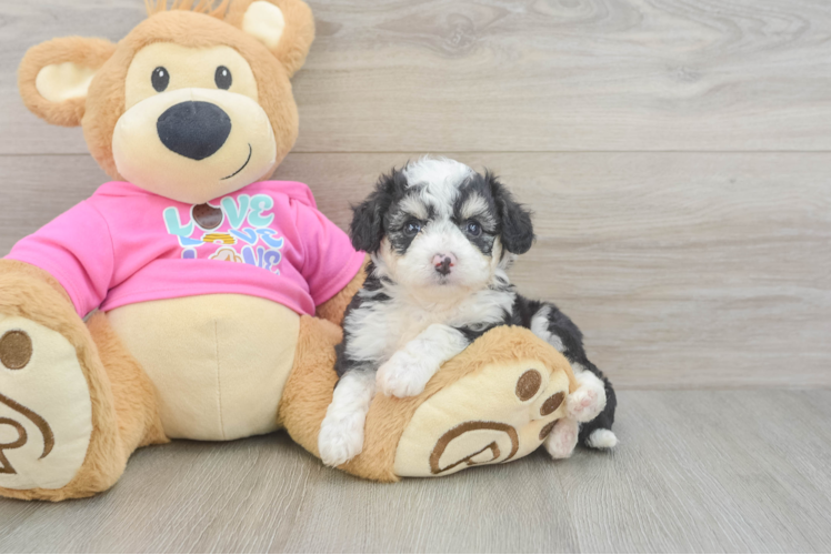 Aussiechon Pup Being Cute