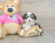7 week old Aussiechon Puppy For Sale - Premier Pups
