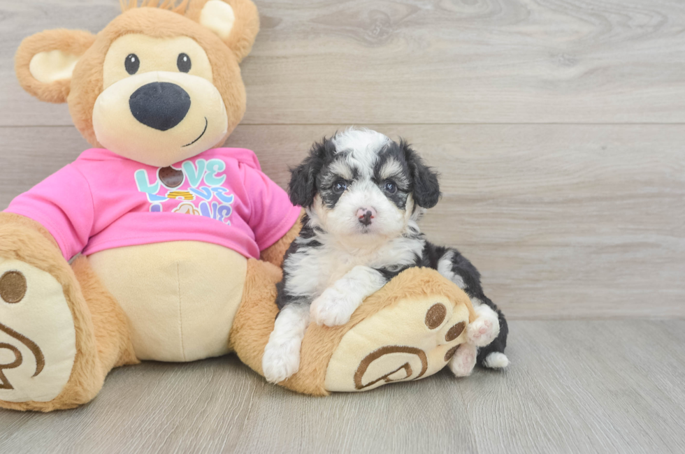 5 week old Aussiechon Puppy For Sale - Premier Pups