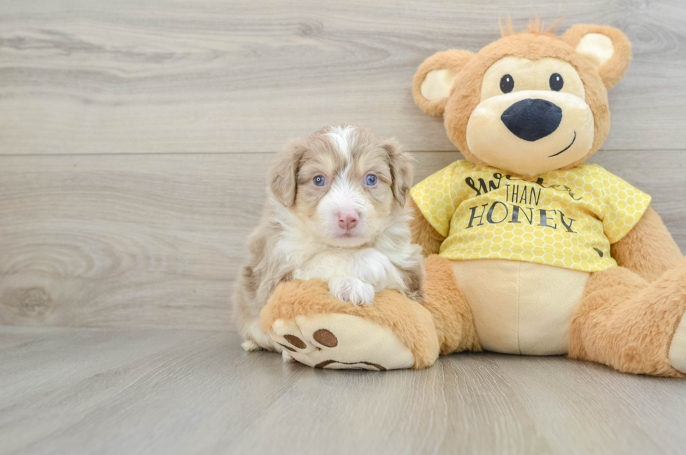 5 week old Aussiechon Puppy For Sale - Premier Pups