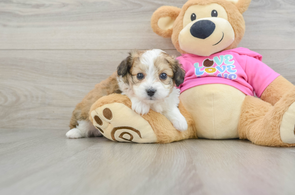 5 week old Aussiechon Puppy For Sale - Premier Pups