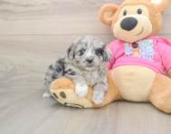 5 week old Aussiechon Puppy For Sale - Premier Pups