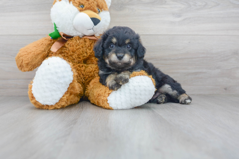 Aussiechon Pup Being Cute