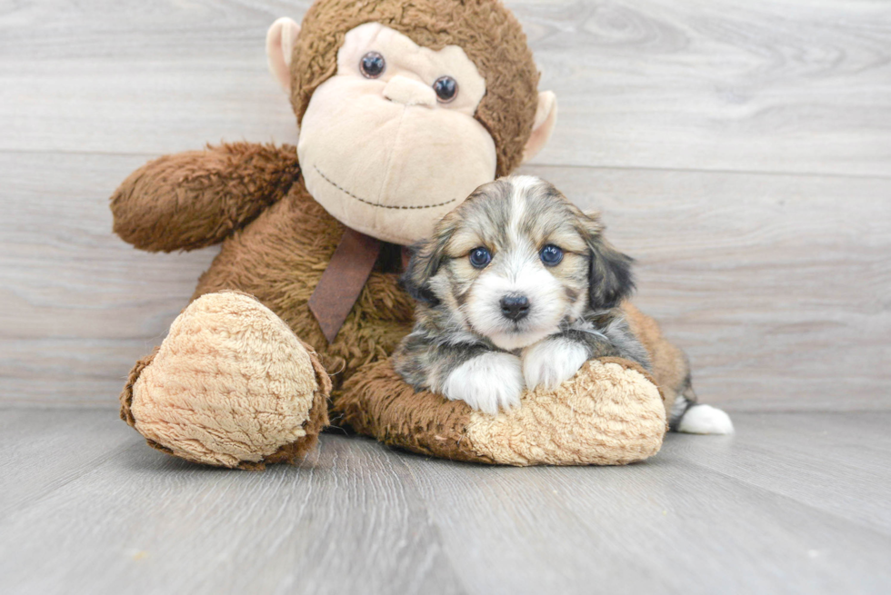 Aussiechon Pup Being Cute