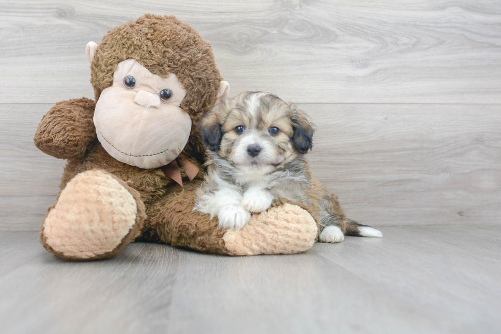 Aussiechon Puppy for Adoption