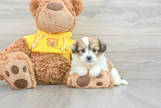 Fluffy Aussiechon Designer Pup