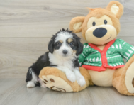 8 week old Aussiechon Puppy For Sale - Premier Pups