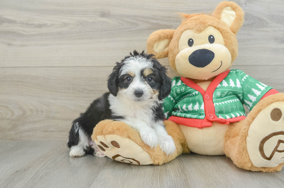 6 week old Aussiechon Puppy For Sale - Premier Pups