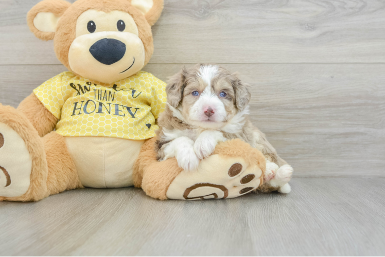 Aussiechon Puppy for Adoption