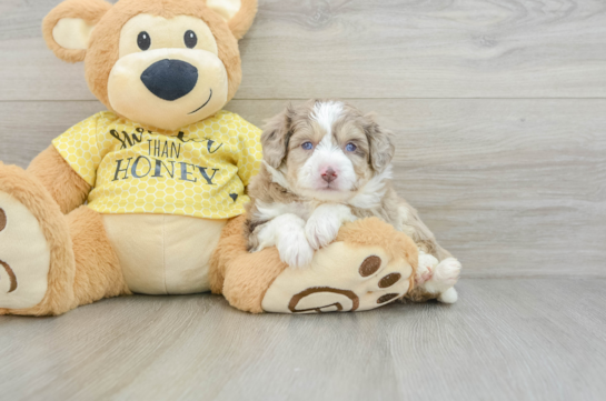 Aussiechon Puppy for Adoption