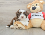 6 week old Aussiechon Puppy For Sale - Premier Pups