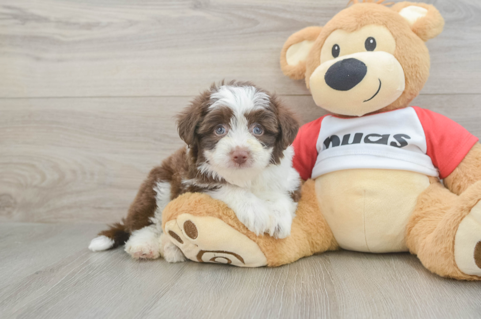 6 week old Aussiechon Puppy For Sale - Premier Pups