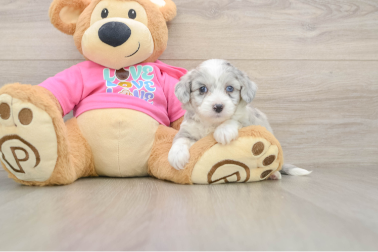 Hypoallergenic Aussie Bichon Designer Puppy