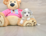 7 week old Aussiechon Puppy For Sale - Premier Pups
